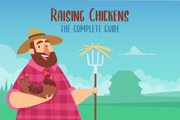 How to Raise Chickens – The Complete Guide (2024)