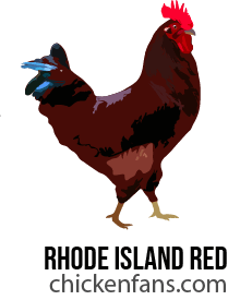 Rhode Island Red roosters are known to be aggressive and difficult to tame