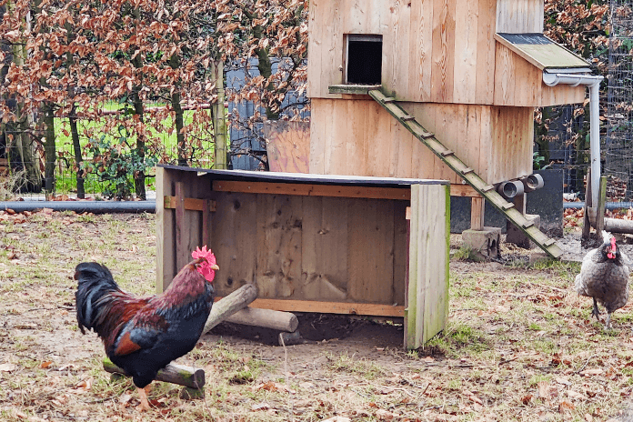 Chickens in the chicken run