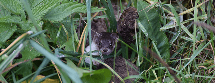 weasels hunt chickens and are among the top 10 chicken predators