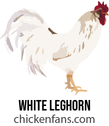 white leghorn