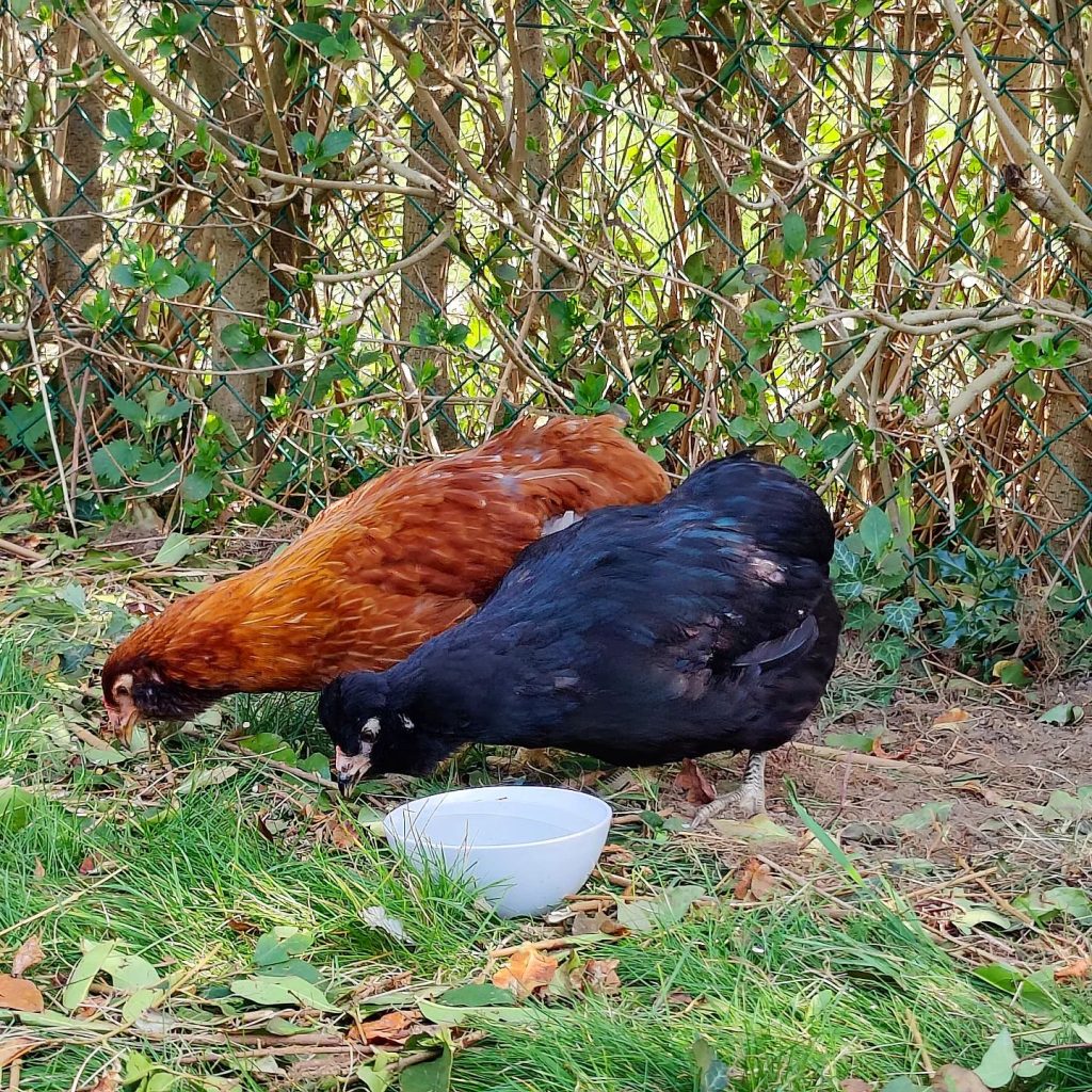 two hens close to each other, pecking food of the ground