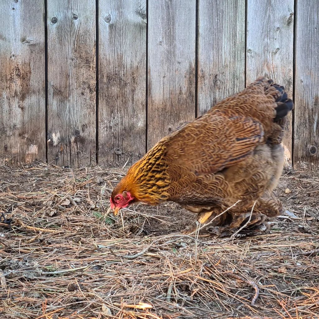 chicken pecking food