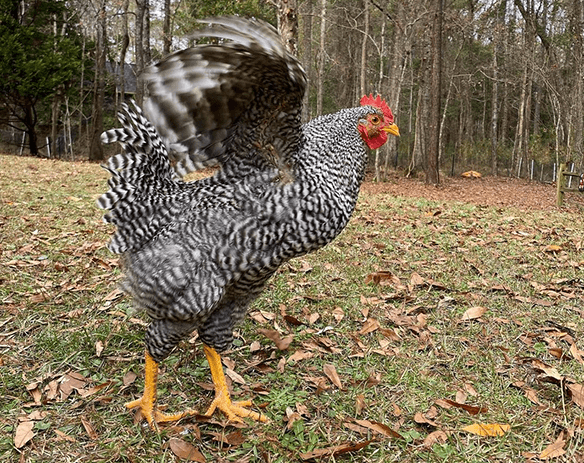 Aggressive rooster posturing and flapping his wings showing it's very difficult to tame an aggressive rooster