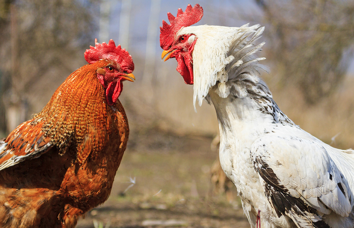 How to Tame an Aggressive Rooster?