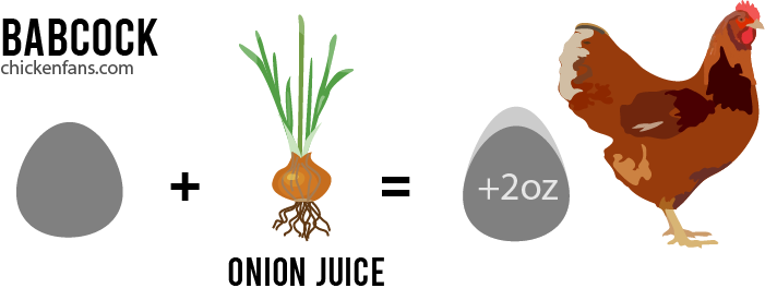 Adding onion juice supplementation to the food of chickens increased the egg quality and size of the eggs
