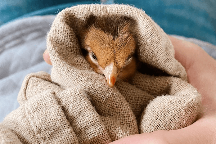 baby chick wrapped in a towel
