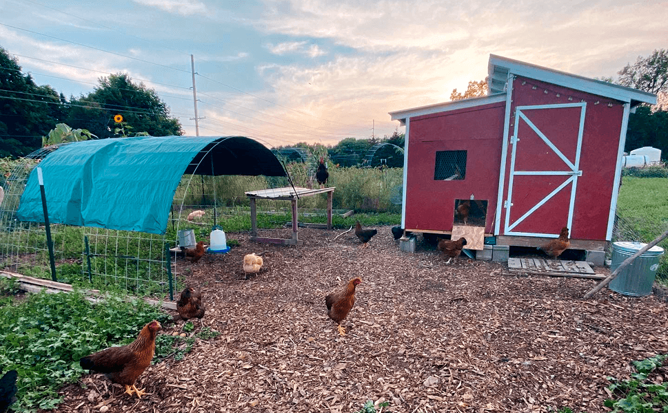 Chicken coop painted barn red, a tradition that originated in the fact that barns were using rust in their paints