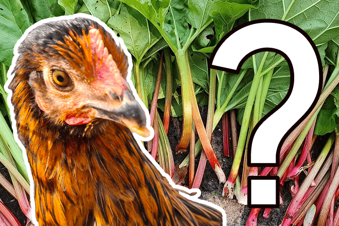 can chickens eat rhubarb
