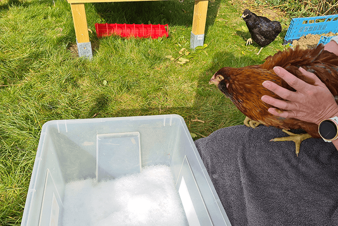 Chicken gets ready to take a water bath