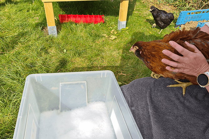 chicken water bath