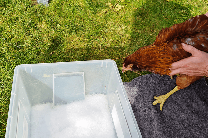 Do Chickens Like Water Baths?