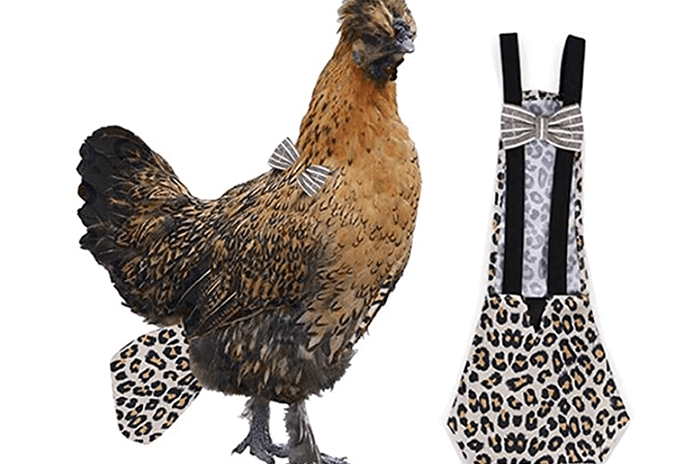chicken diapers can be bought online