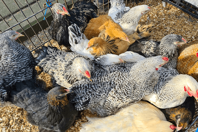 When chickens don't have enough space, it causes health problems to your flock.