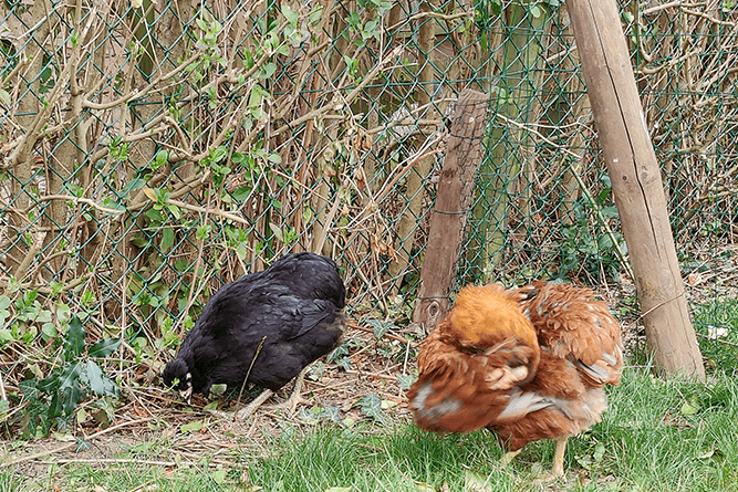 one chicken preening itself by spreading oil over its feathers