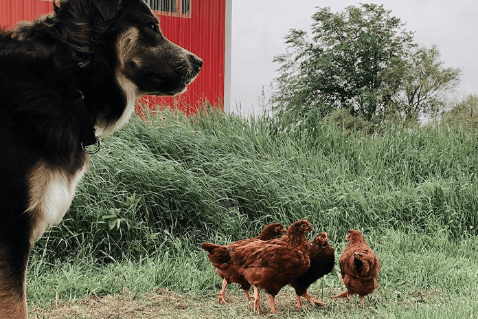 Dogs are a common chicken predator