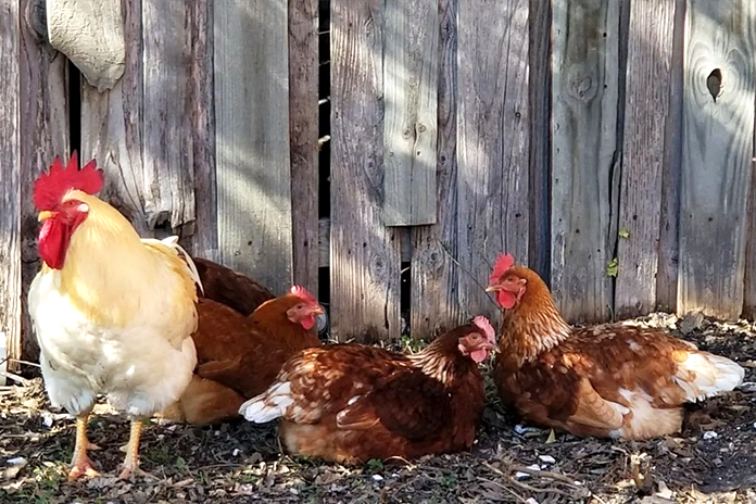 chickens taking a dust bath