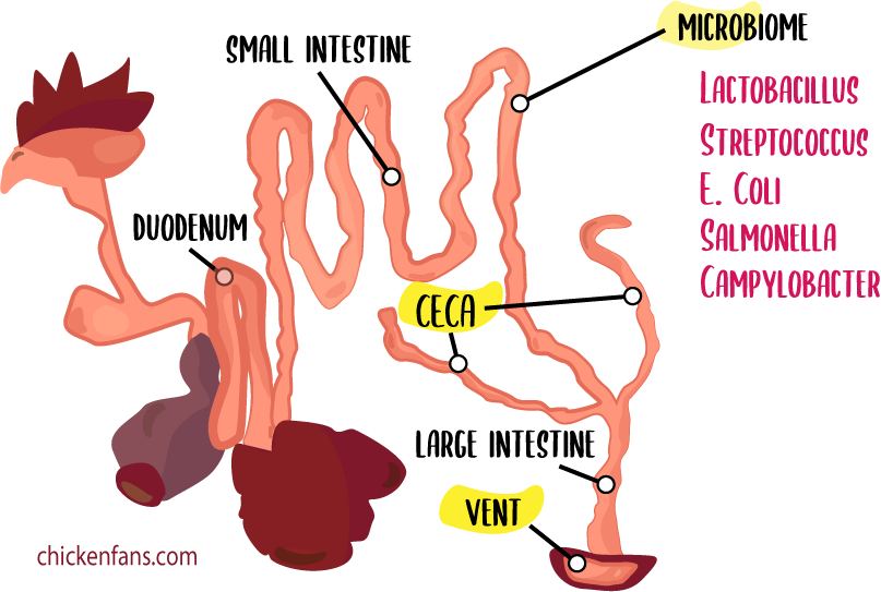 the chicken's microbiome