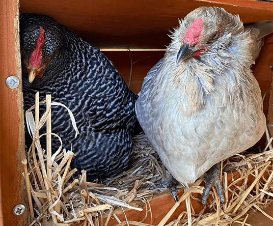 straw used as bedding material inside a nesting box