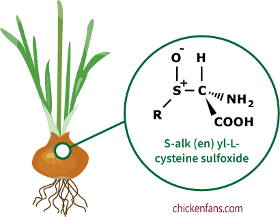Sulfoxides in onions are toxic for chickens