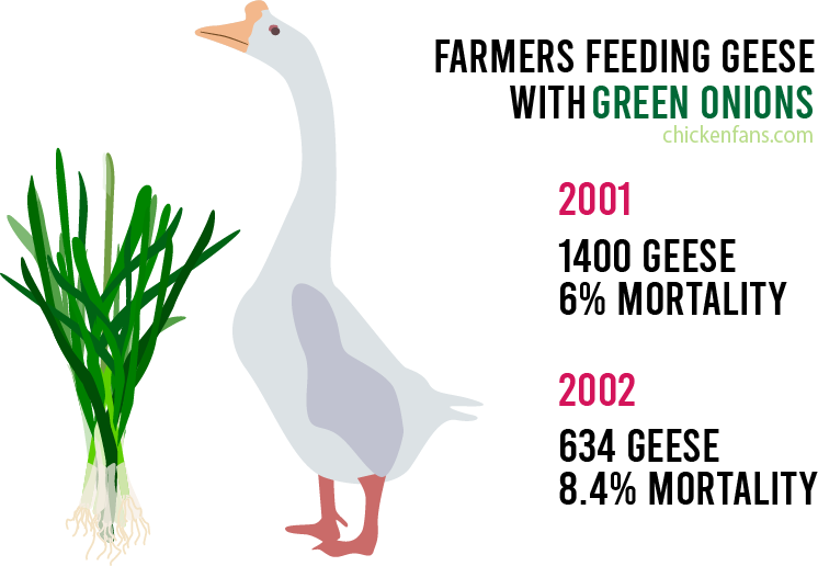 Farmers feeding geese with onions had an increased mortality rate