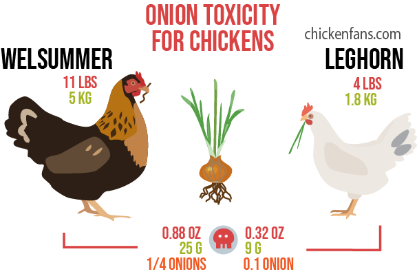 Examples of onion toxicity for chickens with a leghorn of 4lbs and a welsummer of 11lbs.