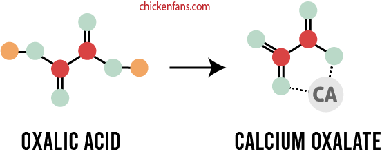 oxalic acid and calcium oxalate in chickens