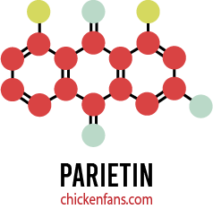 parietin, also known as physcion, is a orangy-yellow anthraquinone derivate  that occurs in rhubarb as a pigment, and plays an active role when chickens eat rhubarb, it's used in cancer research