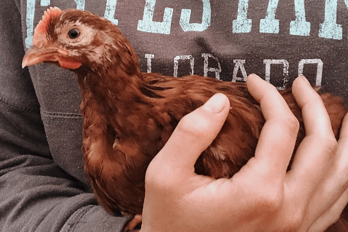 small chicken breeds can be kept as pet