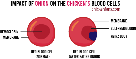 Sulfoxides in onions will kill the red blood cells of chickens by creating heinz bodies