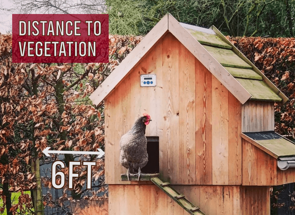 preventing red mites in the chicken coop by placing the coop far from vegetation
