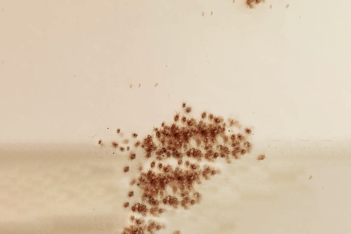 red mites infestation