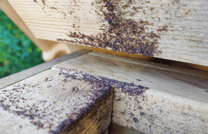 red mites in a chicken coop