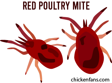 Poultry red mites