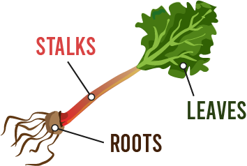 rhubarb: roots, leaves and stalks