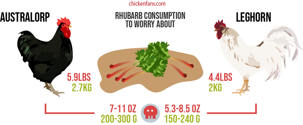 toxic doses of rhubarb for australorp and leghorn chickens