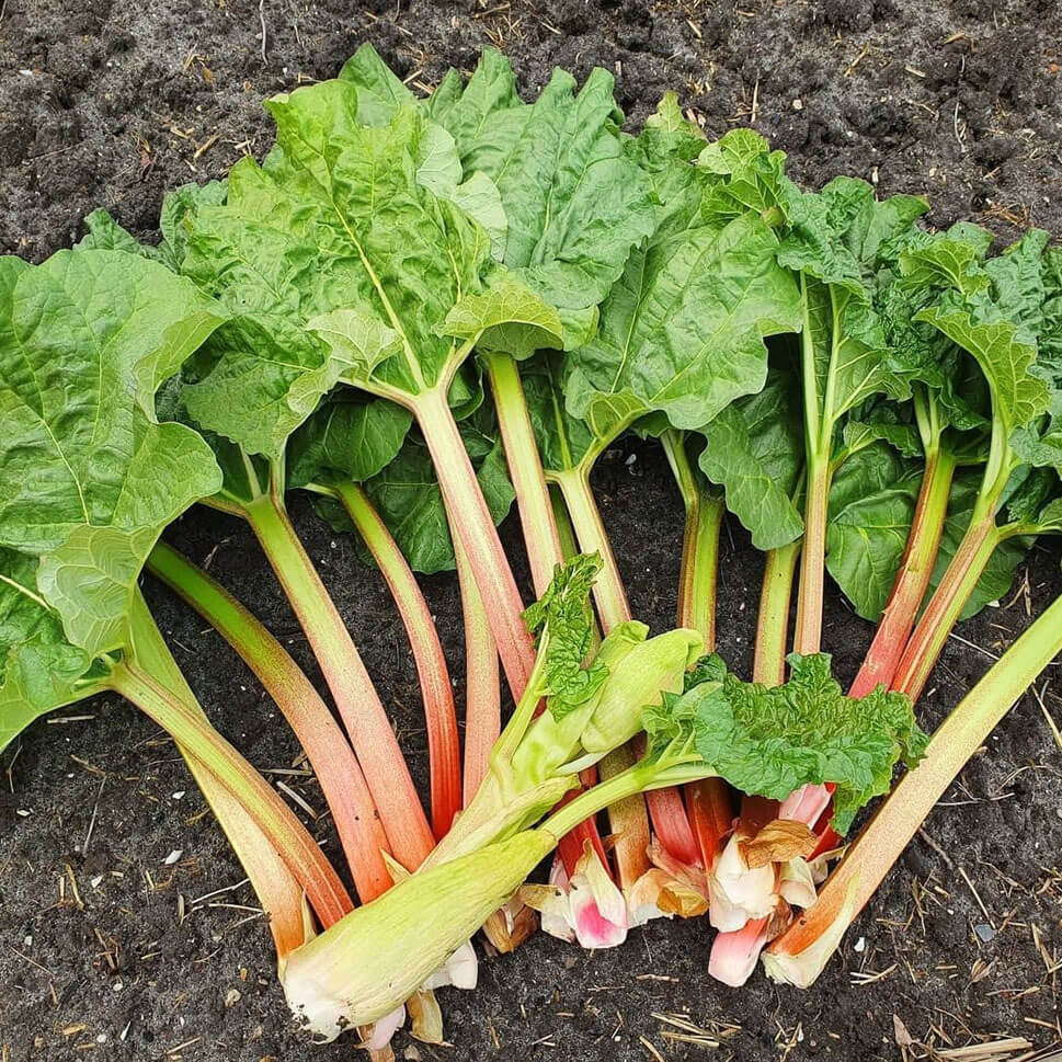 rhubarb leaves and starks in the garden, ready to be picked up by chickens