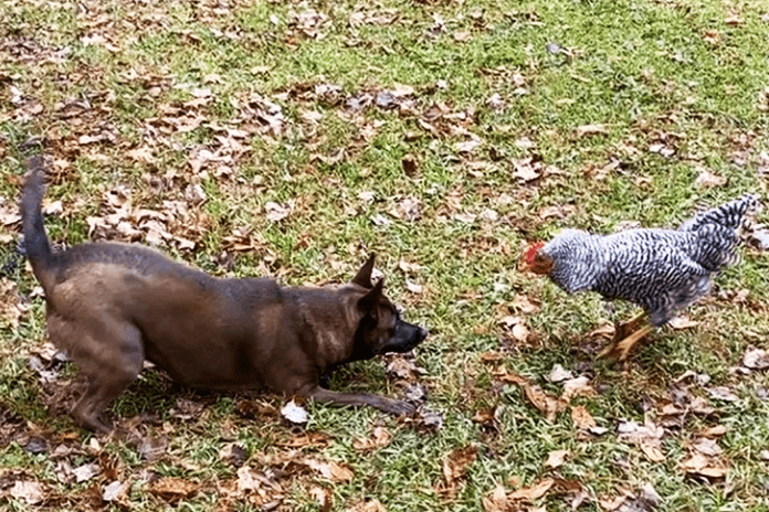 Rooster protecting his flock from a dog