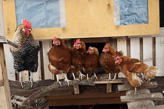 A rooster and his hens inside the chicken coop
