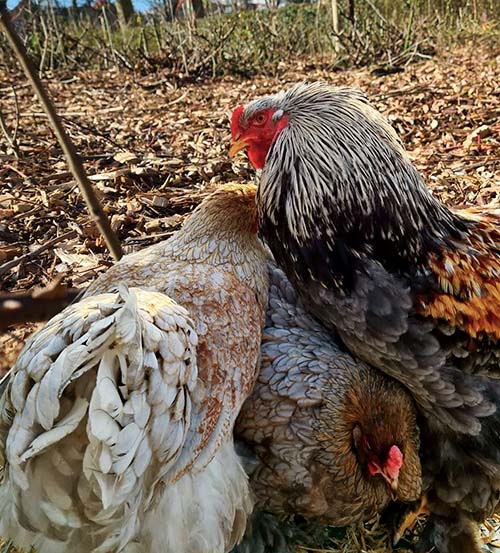 a rooster protecting his hens