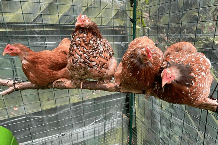 a couple of chickens roosting on a branch