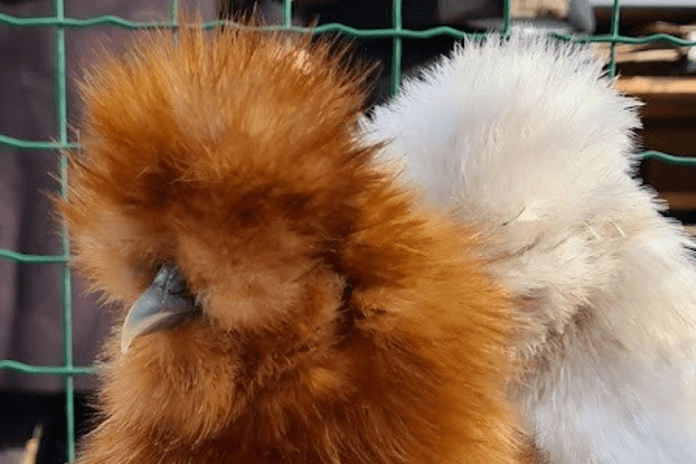 silkies are good pets because of their size. 