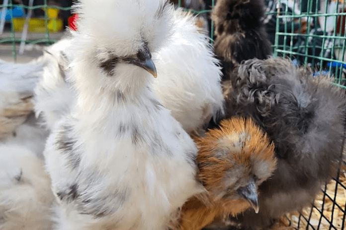 two silkie hens