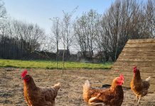 free ranging chickens