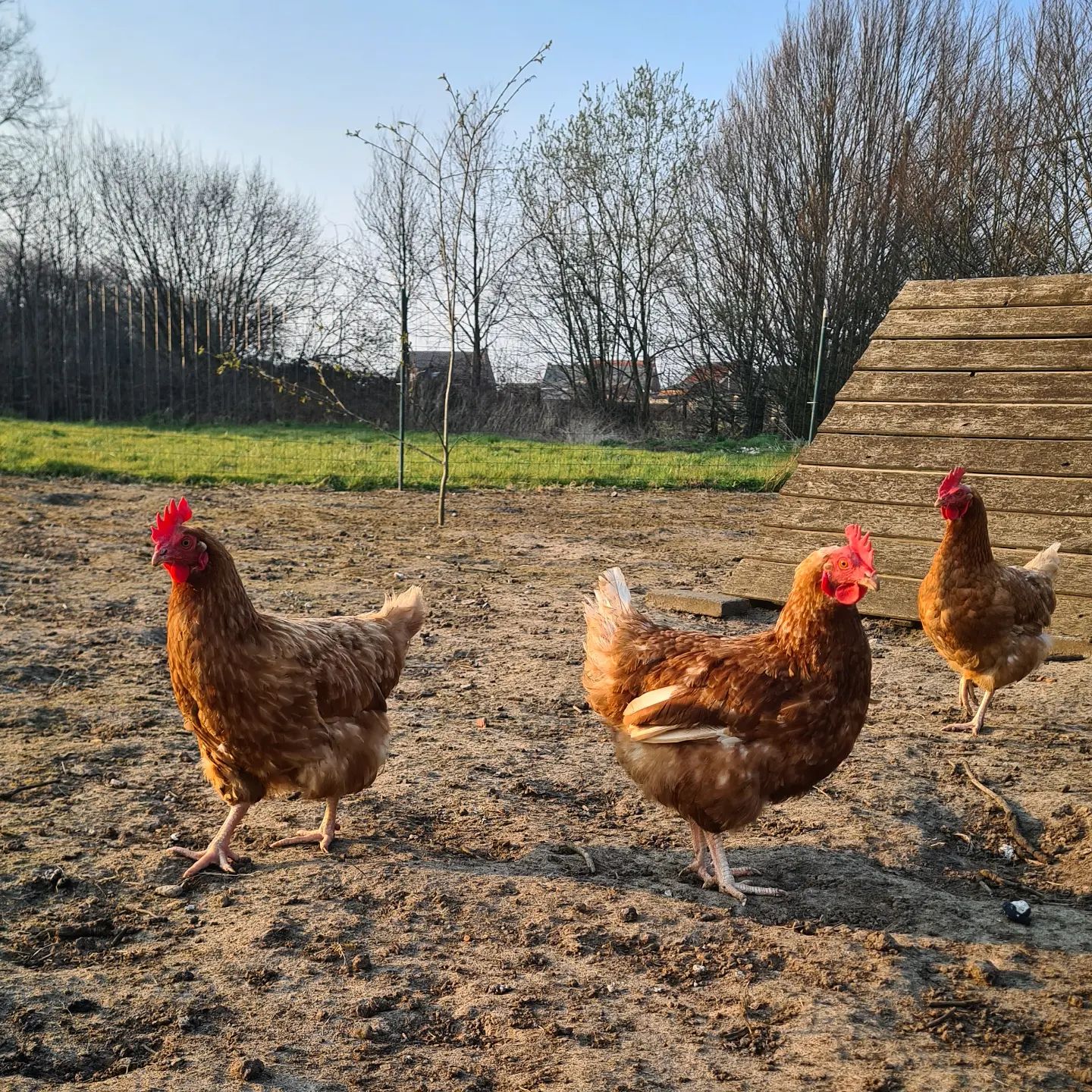 10 Great Ways To Keep Chickens Out Of The Garden