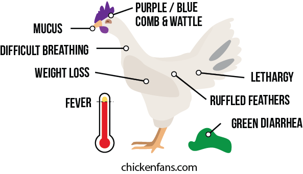 symptoms of fowl cholera with blue comb & wattle, mucus, difficult breathing, weight loss, lethargy, ruffled feathers and green diarrhea