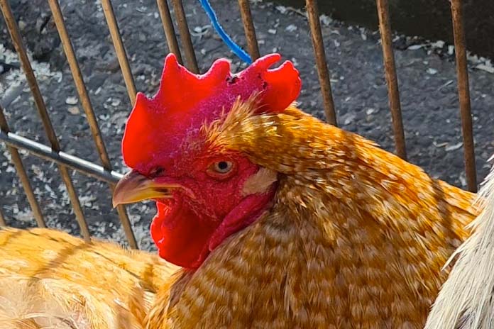 black spots on a chicken comb from peck marks