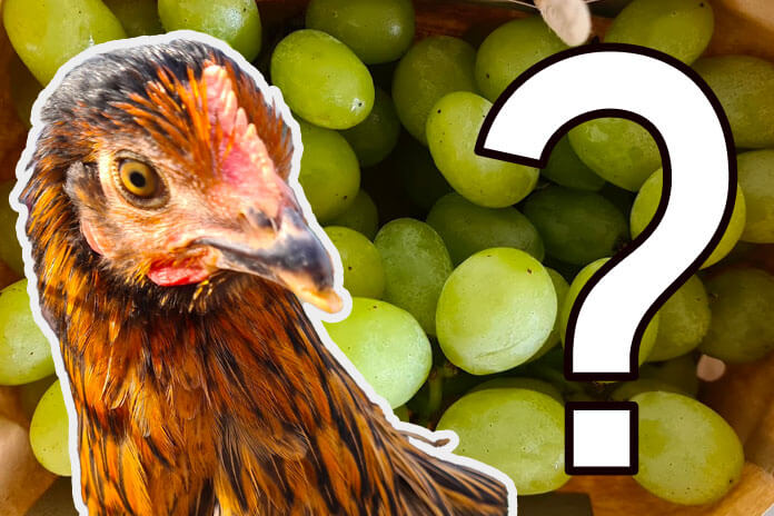 can chickens eat grapes