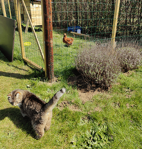 a cat close to a chicken coop