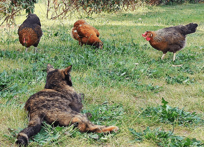 Do Cats And Chickens Get Along?